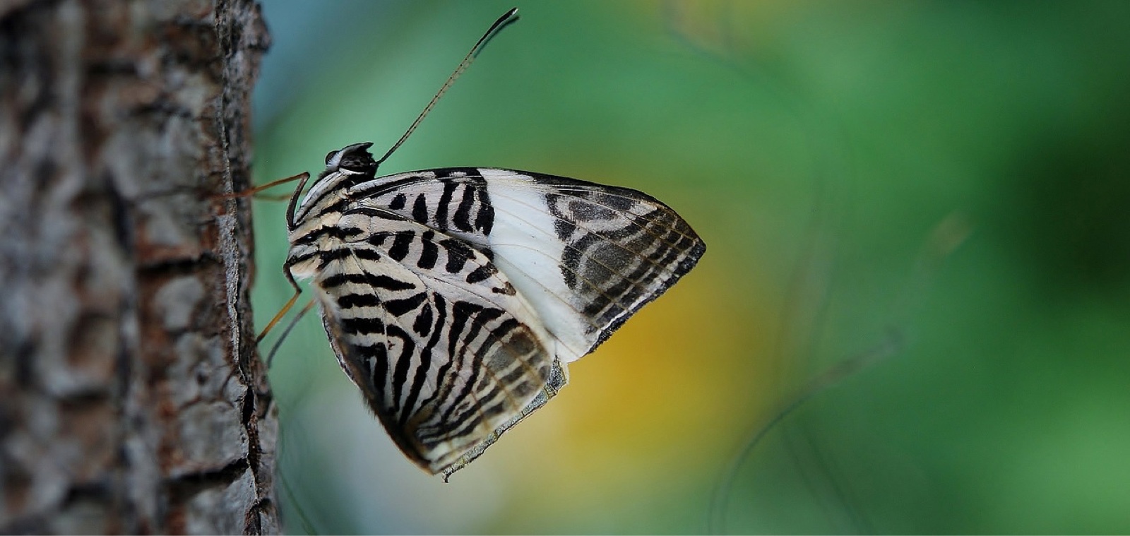 banner-butterfly.jpg